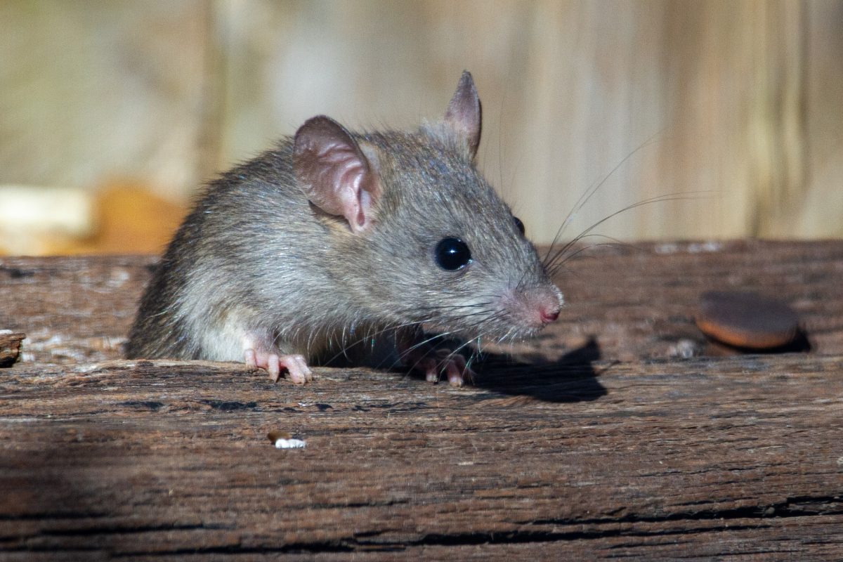 plaga-de-ratones